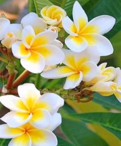 Orchid Flower Beauty Paint By Numbers