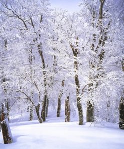 Snowy Winter Trees Paint By Numbers