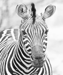 Zebra Black White Animal Paint By Numbers