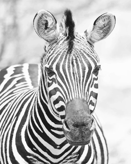 0Zebra-black-and-white-paint-by-numbers
