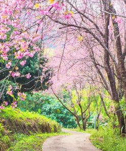 Pink Cherry Blossoms Paint By Numbers