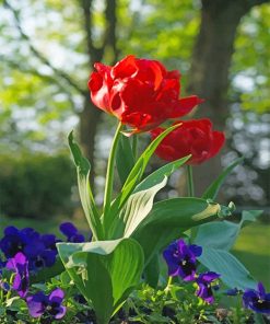 Red Peony Flower Paint By Numbers