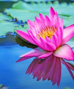 Pink Lotus by the Lake Paint By Numbers