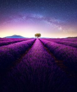 Purple Provence Landscape Paint By Numbers
