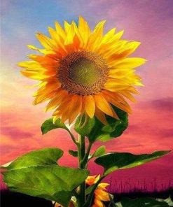 Sunflower Bloom Paint By Numbers