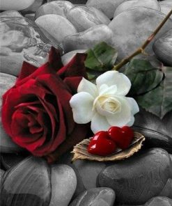 Red and White Rose Paint By Numbers
