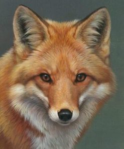 Peyan Fox Wildlife Paint By Numbers