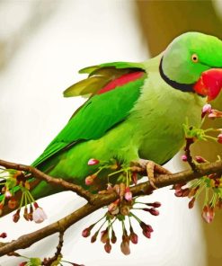 Aesthetic Alexandrine Parrot Paint By Numbers