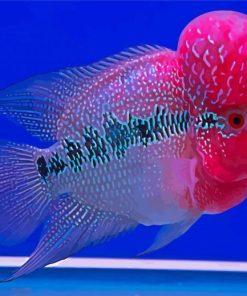Flowerhorn Fish Aesthetic Paint By Numbers
