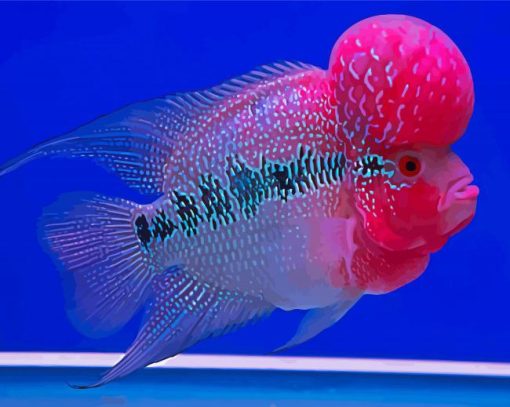Aesthetic-Flowerhorn-fish-paint-by-numbers