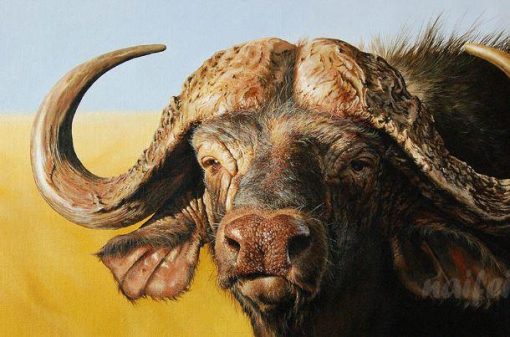 AfricanBuffalo