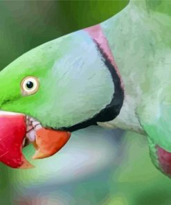 Alexandrine Parakeet Head Paint By Numbers