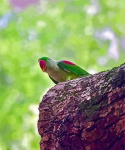 Alexandrine Parrot Paint By Numbers