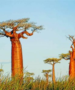 Majestic Baobabs Madagascar Paint By Numbers
