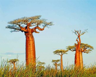 Majestic Baobabs Madagascar Paint By Numbers