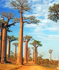 Baobabs of Madagascar Paint By Numbers