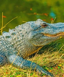 Alligator Wildlife Paint By Numbers