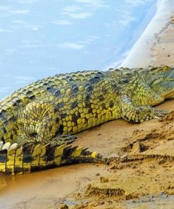 Alligator and Butterfly Animals Paint By Numbers