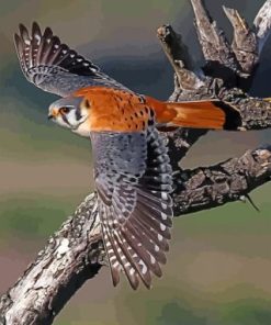 American Kestrel Desert Birds Paint By Numbers