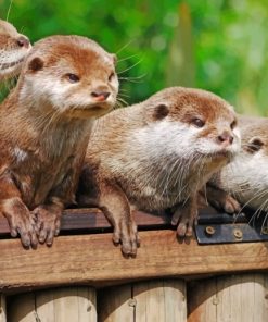 Playful Otters Paint By Numbers