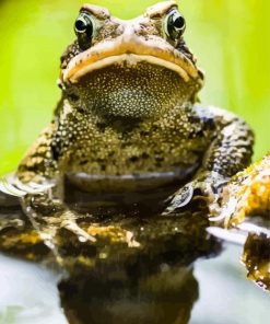 Angry Toad Animal Paint By Numbers