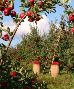 Apple Fields Paint By Numbers