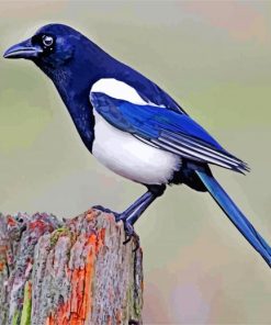 Aussie Magpie Bird Paint By Numbers