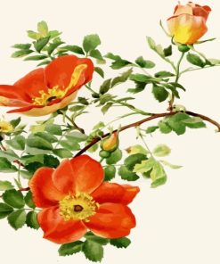Austrian Briar Flower Paint By Numbers