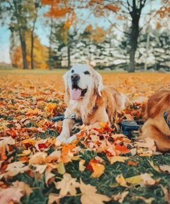 Golden Retriever in Autumn Park Paint By Numbers