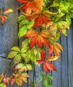 Maple Autumn Paint By Numbers