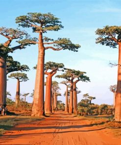 Avenue of the Madagascar Trees Paint By Numbers