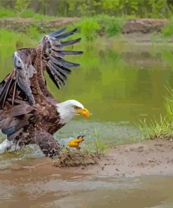 Bald Eagle River Scene Paint By Numbers