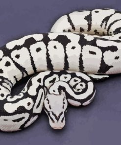 Ball Python Black and White Paint By Numbers