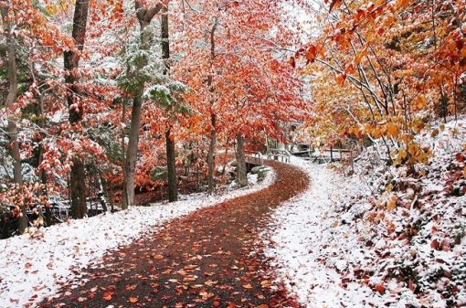 Beautiful-Winter-Forest-DIY-Landscape-Paint-By-Numbers-PBN-24619