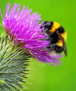 Bee Thistle Flowers Paint By Numbers