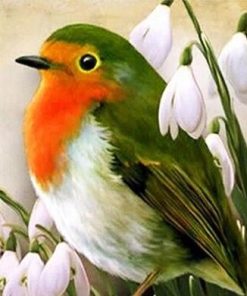 Robin Bird Colorful Paint By Numbers