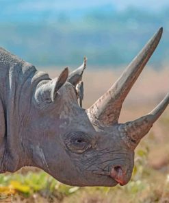 Majestic African Rhinoceros Paint By Numbers