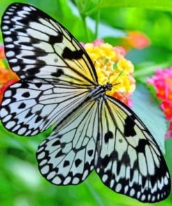 Black White Butterfly Paint By Numbers
