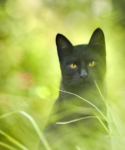 Green-Eyed Black Cat Paint By Numbers