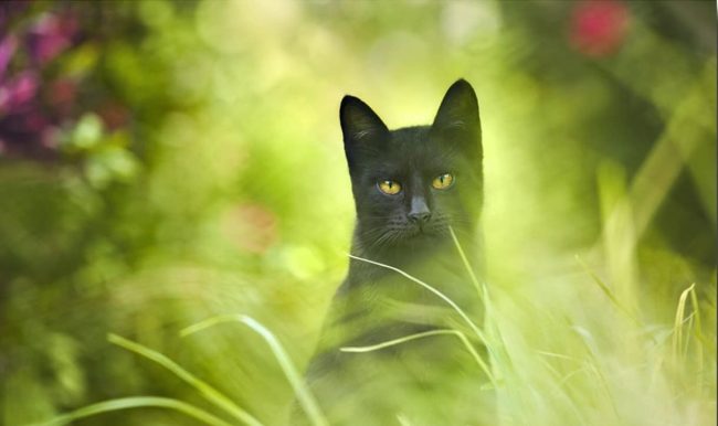 Green-Eyed Black Cat Paint By Numbers