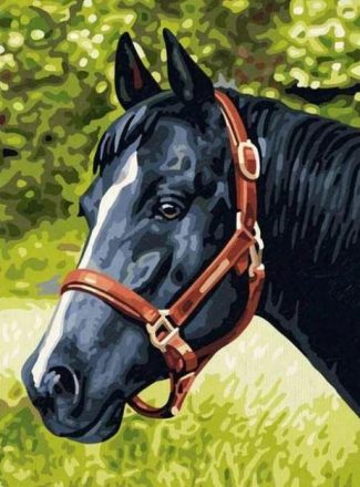 Majestic Black Horse Paint By Numbers