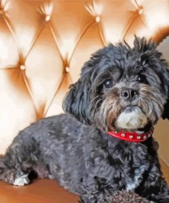 Black Maltese Dog Paint By Numbers