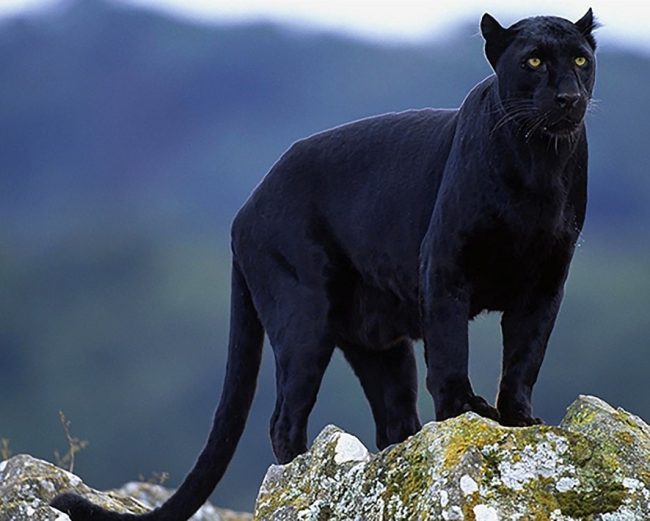 Wild Black Panther Paint By Numbers