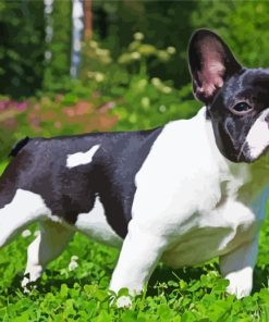 French Bulldog Black and White Paint By Numbers