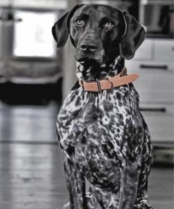 Black and White Pointer Dogs Paint By Numbers