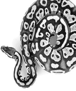 Black Royal Python Paint By Numbers