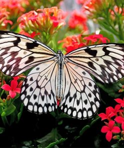 Large Tree Nymph Butterfly Paint By Numbers