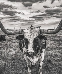 Longhorn Black and White Animals Paint By Numbers