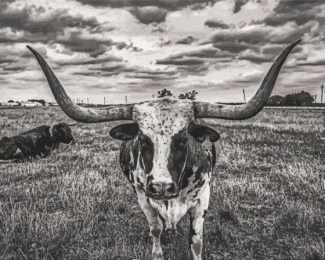 Longhorn Black and White Animals Paint By Numbers