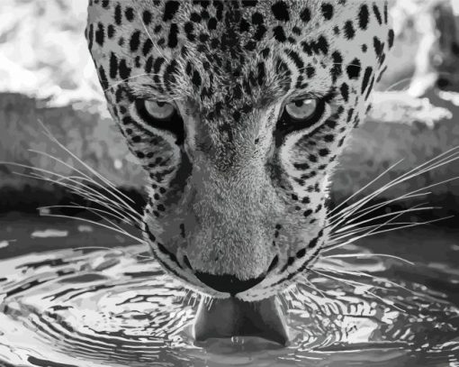 Black-and-white-tiger-wildlife-paint-by-number